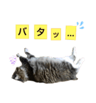 いぐさ猫のスタンプ3（個別スタンプ：4）