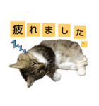 いぐさ猫のスタンプ3（個別スタンプ：5）