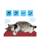 いぐさ猫のスタンプ3（個別スタンプ：6）