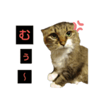 いぐさ猫のスタンプ3（個別スタンプ：7）