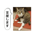 いぐさ猫のスタンプ3（個別スタンプ：8）