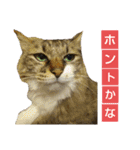いぐさ猫のスタンプ3（個別スタンプ：9）