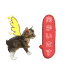 いぐさ猫のスタンプ3（個別スタンプ：10）