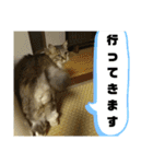 いぐさ猫のスタンプ3（個別スタンプ：11）