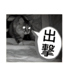 いぐさ猫のスタンプ3（個別スタンプ：12）