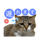 いぐさ猫のスタンプ3（個別スタンプ：13）