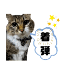 いぐさ猫のスタンプ3（個別スタンプ：14）