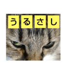 いぐさ猫のスタンプ3（個別スタンプ：15）