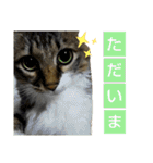いぐさ猫のスタンプ3（個別スタンプ：16）