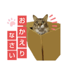 いぐさ猫のスタンプ3（個別スタンプ：17）
