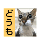 いぐさ猫のスタンプ3（個別スタンプ：19）