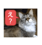 いぐさ猫のスタンプ3（個別スタンプ：22）