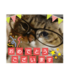 いぐさ猫のスタンプ3（個別スタンプ：23）