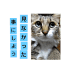 いぐさ猫のスタンプ3（個別スタンプ：24）