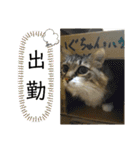 いぐさ猫のスタンプ3（個別スタンプ：25）