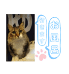 いぐさ猫のスタンプ3（個別スタンプ：27）