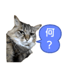 いぐさ猫のスタンプ3（個別スタンプ：28）
