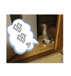 いぐさ猫のスタンプ3（個別スタンプ：29）
