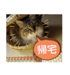 いぐさ猫のスタンプ3（個別スタンプ：30）