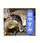 いぐさ猫のスタンプ3（個別スタンプ：32）