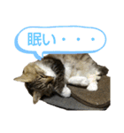 いぐさ猫のスタンプ3（個別スタンプ：33）