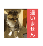 いぐさ猫のスタンプ3（個別スタンプ：34）