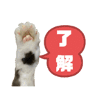 いぐさ猫のスタンプ3（個別スタンプ：36）