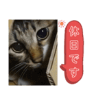 いぐさ猫のスタンプ3（個別スタンプ：37）
