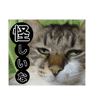 いぐさ猫のスタンプ3（個別スタンプ：38）