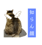 いぐさ猫のスタンプ3（個別スタンプ：39）