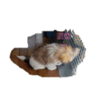 シーズー犬めい（個別スタンプ：1）