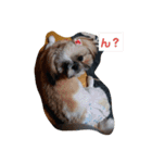 シーズー犬めい（個別スタンプ：2）