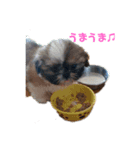 シーズー犬めい（個別スタンプ：4）