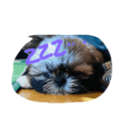 シーズー犬めい（個別スタンプ：5）