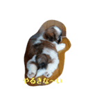 シーズー犬めい（個別スタンプ：6）