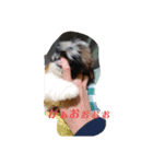 シーズー犬めい（個別スタンプ：7）