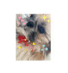 シーズー犬めい（個別スタンプ：8）