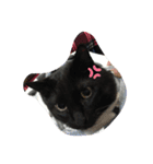 くまねこくまこ（個別スタンプ：3）