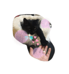 くまねこくまこ（個別スタンプ：9）