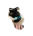 くまねこくまこ（個別スタンプ：11）