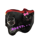 くまねこくまこ（個別スタンプ：13）