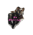 くまねこくまこ（個別スタンプ：17）