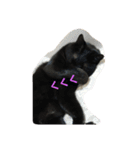 くまねこくまこ（個別スタンプ：18）