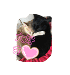 くまねこくまこ（個別スタンプ：22）