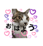 猫のむぎといと②（個別スタンプ：2）