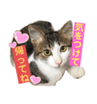 猫のむぎといと②（個別スタンプ：4）