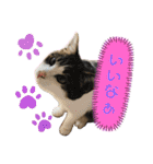 猫のむぎといと②（個別スタンプ：7）