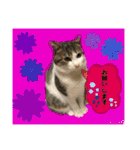 猫のむぎといと②（個別スタンプ：8）