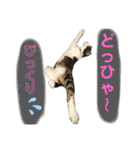 猫のむぎといと②（個別スタンプ：10）