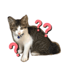 猫のむぎといと②（個別スタンプ：11）